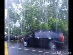 Angin Kencang Bikin Pohon Tumbang di Lumajang Timpa Mobil
