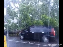 Angin Kencang Bikin Pohon Tumbang di Lumajang Timpa Mobil