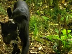 Begini Kondisi Macan Slamet Ramadhan, Sang Raja Gunung Ciremai