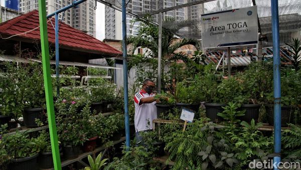 Bercocok Tanam di Tengah Padatnya Ibu Kota