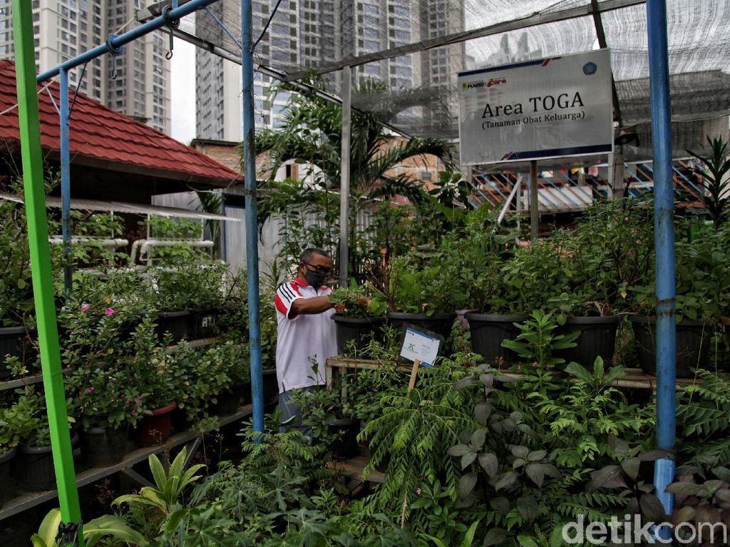 Bercocok Tanam di Tengah Padatnya Ibu Kota Bercocok Tanam di Tengah Padatnya Ibu Kota