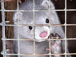 Khawatir Virus Corona, Denmark Akan Musnahkan 17 Juta Cerpelai