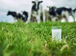 Selain Boyolali, Ini 5 Daerah Penghasil Susu Sapi di Indonesia