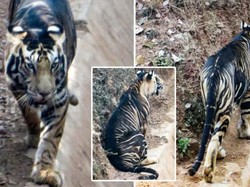 Mengenal Harimau Hitam dari India, Termasuk Hewan Langka di Dunia