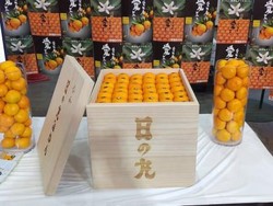 Ini Buah Jeruk Termahal di Jepang Seharga Ratusan Juta