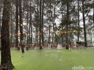 5 Hal tentang Kopi Daong Bogor, Tempat Ngopi di Tengah Hutan Pinus 5 Hal tentang Kopi Daong Bogor, Tempat Ngopi di Tengah Hutan Pinus