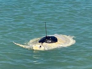 Dua Siripnya Diamputasi, Penyu Belimbing Ini Kembali ke Laut Dua Siripnya Diamputasi, Penyu Belimbing Ini Kembali ke Laut