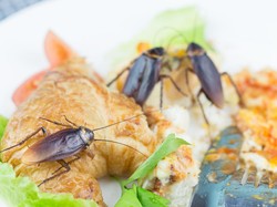Bikin Trauma! 5 Penampakan Kecoa yang Eksis di Dalam Makanan 