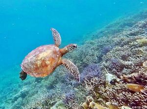 Penyu Sisik, Dokter Penjaga Terumbu Karang