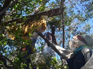 Perjalanan Madu Manuka Indonesia, dari Hutan ke Meja Makan Perjalanan Madu Manuka Indonesia, dari Hutan ke Meja Makan