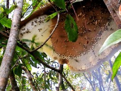 4 Jenis Madu yang Baik untuk Masker Wajah, Bisa Bikin Kulit Cerah
