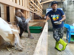 Pengusaha Kafe di Pacitan Beternak Kambing untuk Bertahan Selama Pandemi