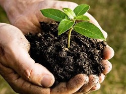 Manfaat Pupuk Organik untuk Tanaman