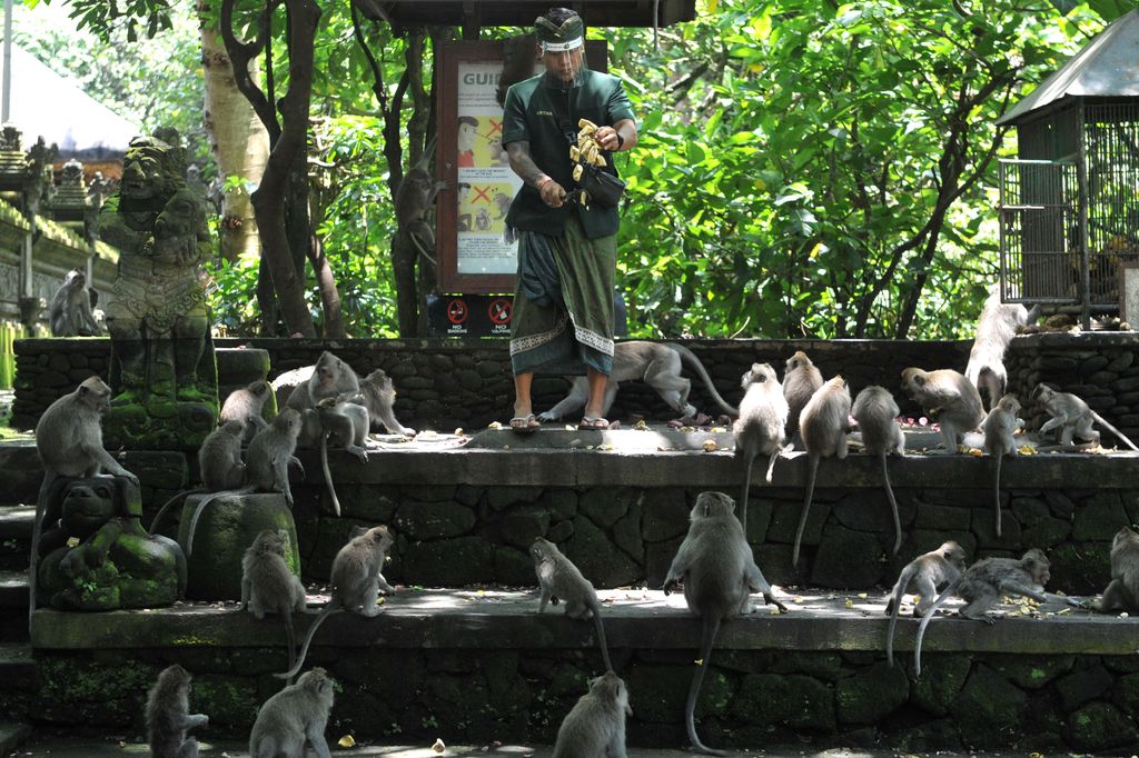 Monkey Forest Ubud di kawasan Gianyar, Bali, kembali dibuka bagi wisatawan. Objek wisata unggulan di kawasan Ubud itu dibuka dengan terapkan protokol kesehatan.