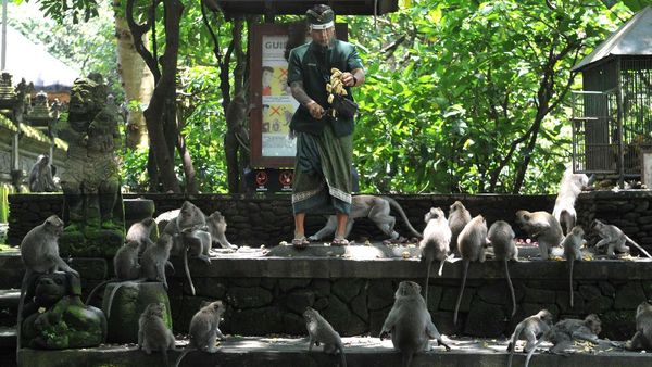 Foto: 5 Destinasi Ciamik untuk Seharian Healing di Ubud