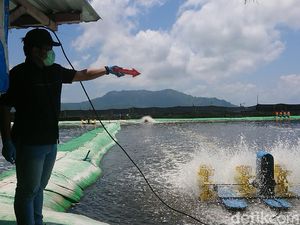 Status Dugaan Perusakan Lingkungan Tambak Udang di Trenggalek Jadi Penyidikan