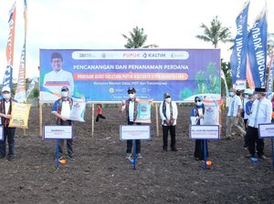 Pupuk Kaltim & Kemendes Tanam Perdana Agro Solution untuk Jagung di NTB