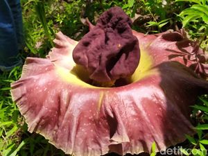 Takut Rusak, Bunga Bangkai di Subang Dipindahkan ke Dalam Pot Takut Rusak, Bunga Bangkai di Subang Dipindahkan ke Dalam Pot