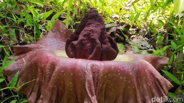 Bunga Bangkai Suwek Mekar di Magelang, Biasa Disantap Warga