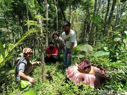 Bunga Bangkai Suwek di Magelang: Ditunggu Bunganya, Disantap Umbinya