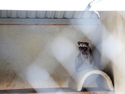 CDC Eropa Estimasi Risiko Varian COVID-19 dari Cerpelai, Ini Hasilnya