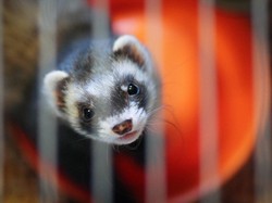 Seputar Cerpelai, Hewan yang Tularkan Corona ke Manusia