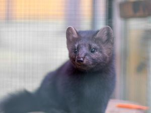 Jadi Sumber Mutasi Corona, Ini Bedanya Cerpelai dengan Musang