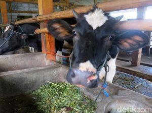 Peternak Sapi di Cangkringan Masih Tetap Bertahan