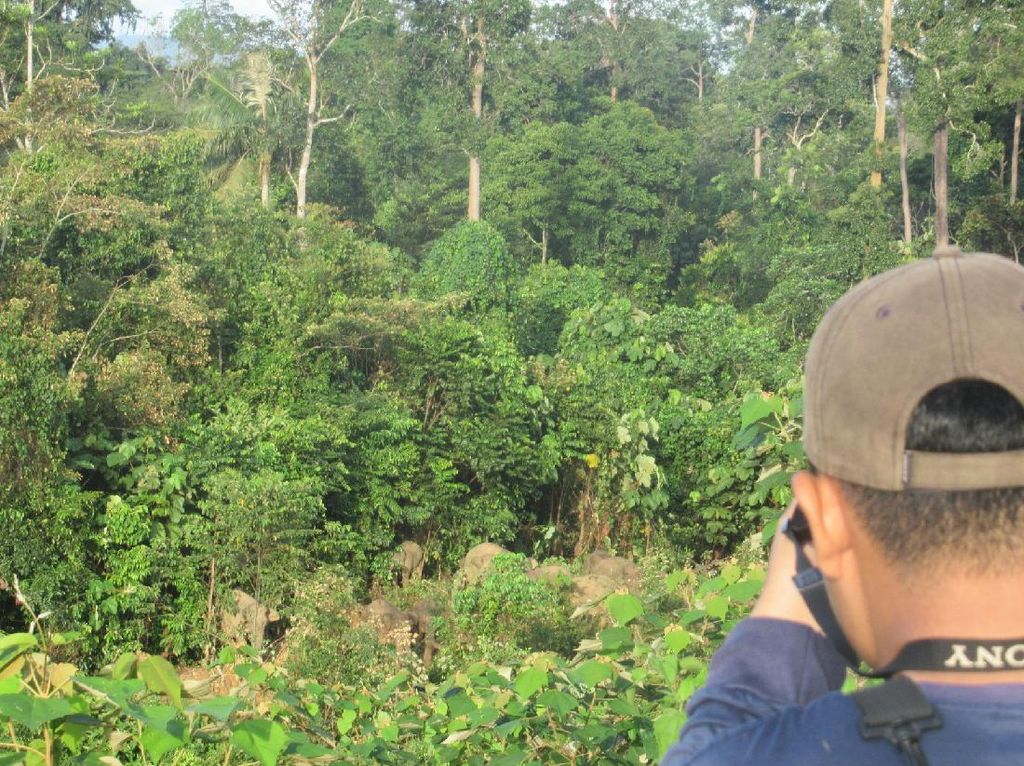 Erick Thohir Klaim Hutan RI Diakui Dunia, Bagaimana Datanya?