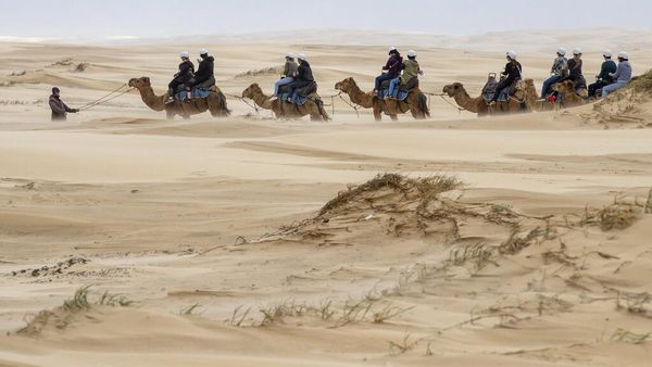 Wisata Menunggangi Unta di Bukit Pasir Australia