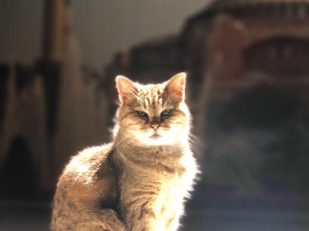 Selamat Jalan Gli, Kucing Penjaga Hagia Sophia