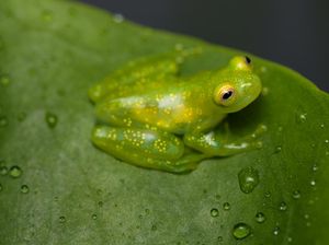 Bagaimana Daur Hidup Katak? Cek di Sini Penjelasannya