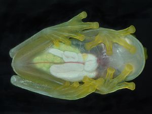 Ini Katak Kaca, Tubuhnya Tembus Pandang