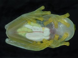 Ini Katak Kaca, Tubuhnya Tembus Pandang