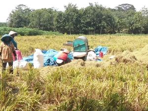 Indef Apresiasi Sektor Pertanian Tetap Tumbuh di Kuartal III