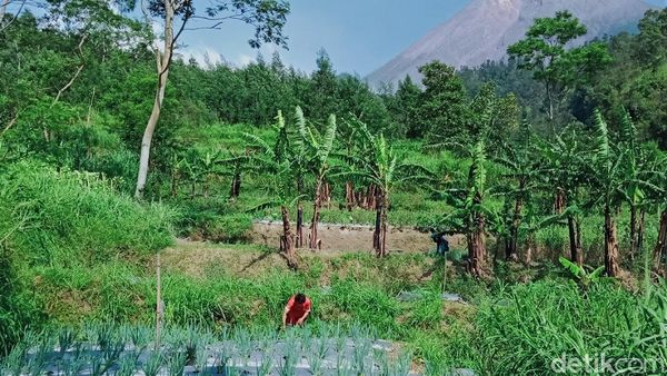 Melihat Aktivitas Warga di Kawasan Rawan Bencana Gunung Merapi