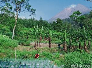 Melihat Aktivitas Warga di Kawasan Rawan Bencana Gunung Merapi