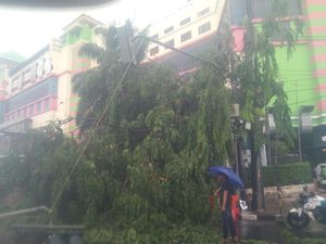 Hujan Angin, Pohon Tumbang Timpa Kendaraan di Depan PGC Jaktim