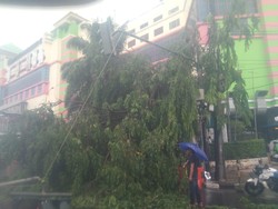Hujan Angin, Pohon Tumbang Timpa Kendaraan di Depan PGC Jaktim