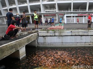 Seru, Warga Antusias Kasih Makan Ikan di Saluran Air Kawasan GBK