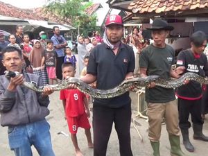 Warga Purwakarta Tangkap Ular Sanca 4 Meter yang Kerap Mangsa Ternak