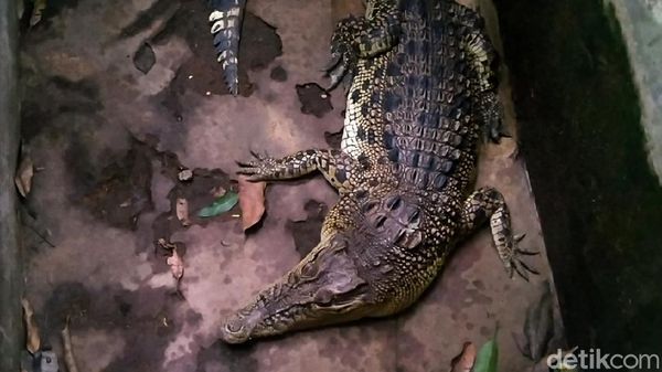 2 Buaya Ini Dipelihara di Dalam Rumah Lho