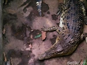 2 Buaya Ini Dipelihara di Dalam Rumah Lho