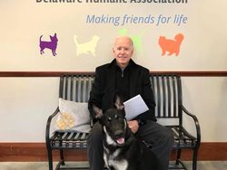 Biden Jadi Presiden AS, Ada Anjing Peliharaan Lagi di Gedung Putih