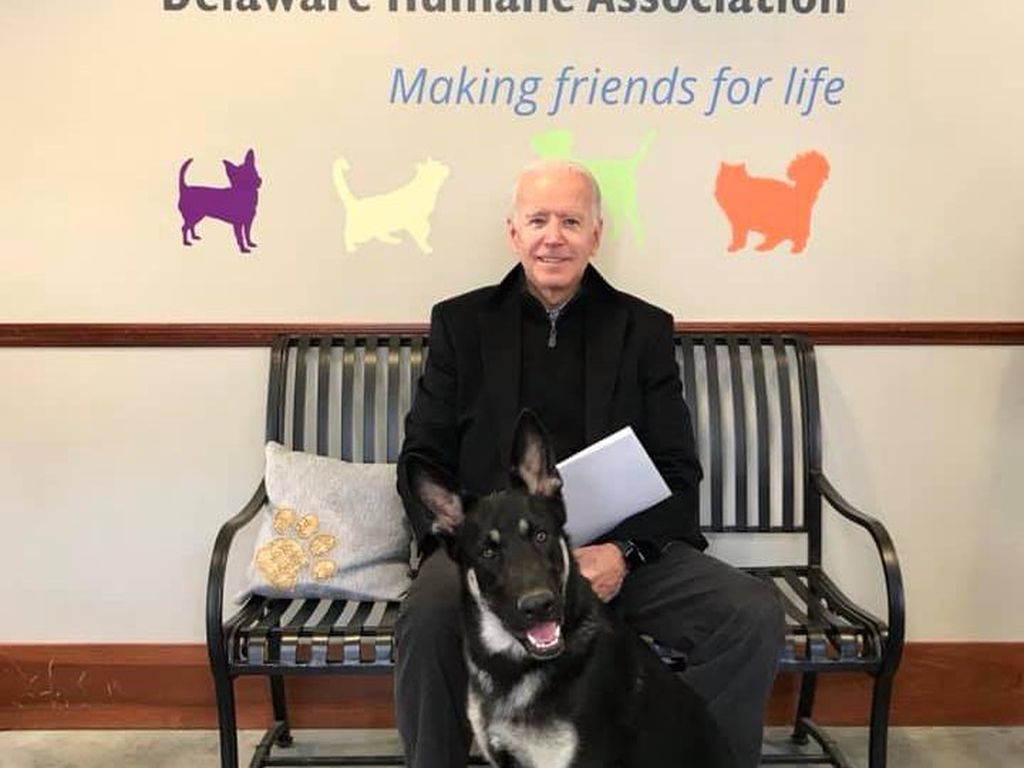 Biden Jadi Presiden AS, Ada Anjing Peliharaan Lagi di Gedung Putih Biden Jadi Presiden AS, Ada Anjing Peliharaan Lagi di Gedung Putih