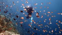 5 Destinasi Wisata di Manado Kampung Halaman Greysia Polii