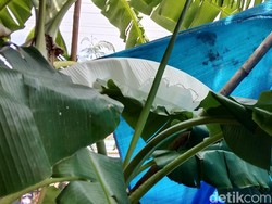 Viral Daun Pisang Putih di Kudus Disebut Mirip Kain Kafan