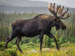 Di Hutan hingga Luar Angkasa, Ini 5 Peternakan dan Perkebunan yang Tak Biasa