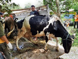 Sudah 4 Hari Gunung Merapi Siaga, Pemkab Sleman Mulai Evakuasi Ternak