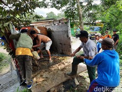 Video Tak Cuma Warga, Sapi Juga Diungsikan dari Lereng Merapi